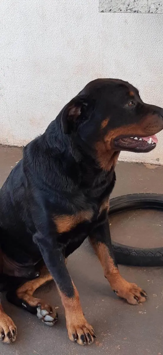 Cachorro ra a Rottweiler idade 4 anos nome MAX