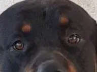 Cachorro ra a Rottweiler idade 4 anos nome MAX