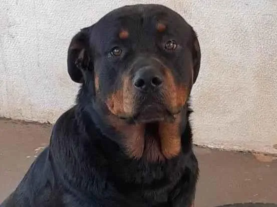 Cachorro ra a Rottweiler idade 4 anos nome MAX