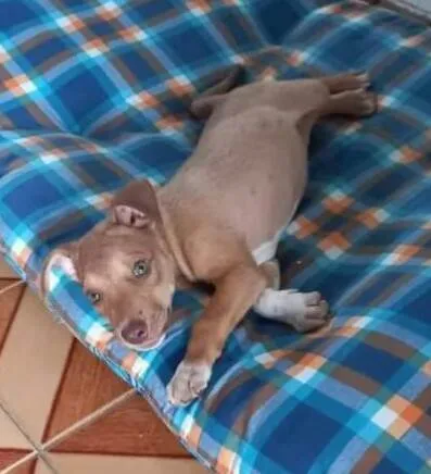 Cachorro raça Mestiço idade 2 a 6 meses nome Hércules