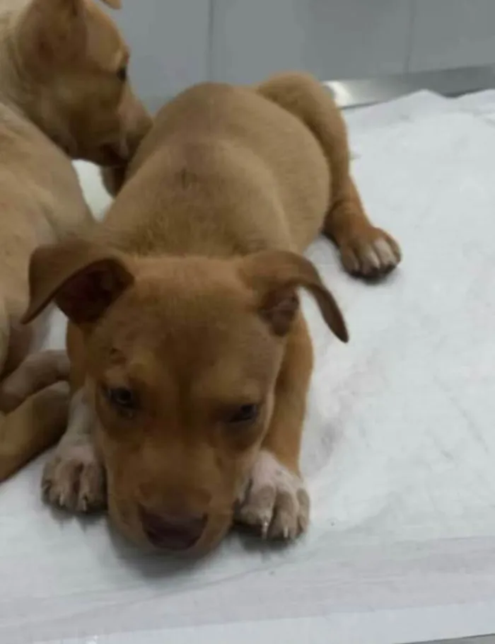 Cachorro raça Mestiço idade 2 a 6 meses nome Hércules