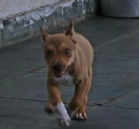 Cachorro raça Mestiço idade 2 a 6 meses nome Hércules