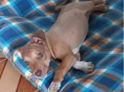 Cachorro raça Mestiço idade 2 a 6 meses nome Hércules