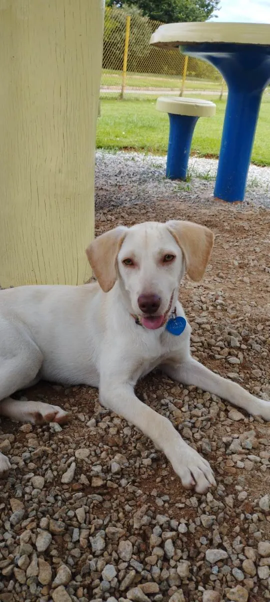 Cachorro raça SRD-ViraLata idade 2 a 6 meses nome Nala