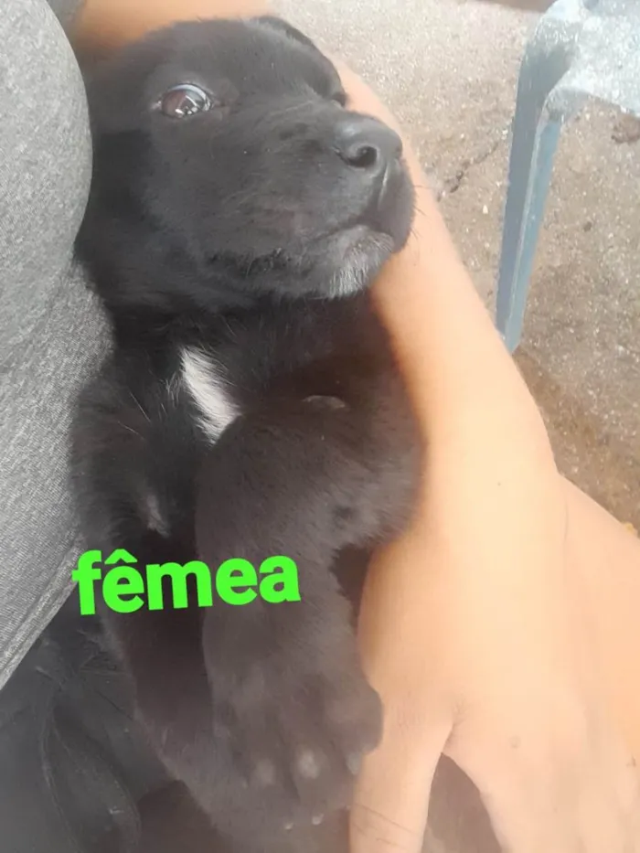 Cachorro ra a SRD-ViraLata idade 2 a 6 meses nome Não tem nome