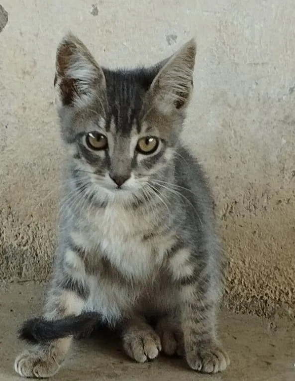 Gato raça  idade 2 a 6 meses nome Não possuem nome ainda são filhotes