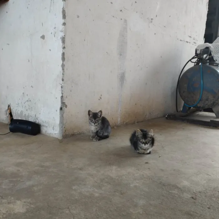 Gato raça  idade 2 a 6 meses nome Não possuem nome ainda são filhotes