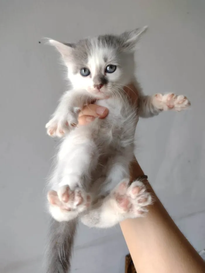 Gato ra a SRD-ViraLata idade Abaixo de 2 meses nome Gatinha para adoção