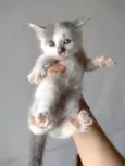 Gatinha para adoção