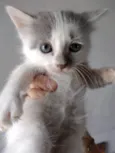 Gatinha para adoção