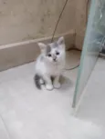 Gatinha para adoção