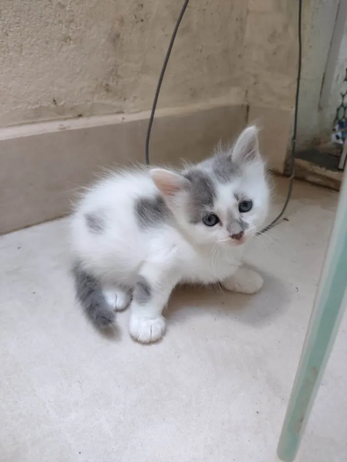 Gato ra a SRD-ViraLata idade Abaixo de 2 meses nome Gatinha para adoção