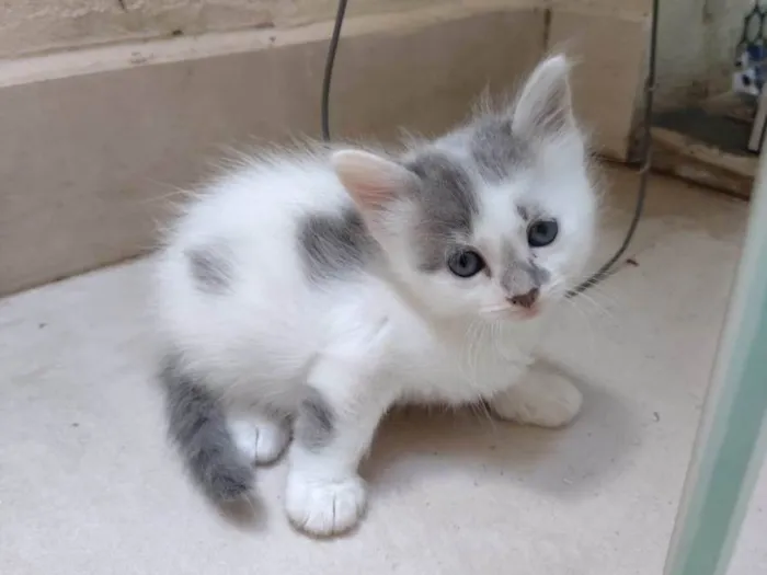 Gato ra a SRD-ViraLata idade Abaixo de 2 meses nome Gatinha para adoção