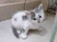 Gatinha para adoção