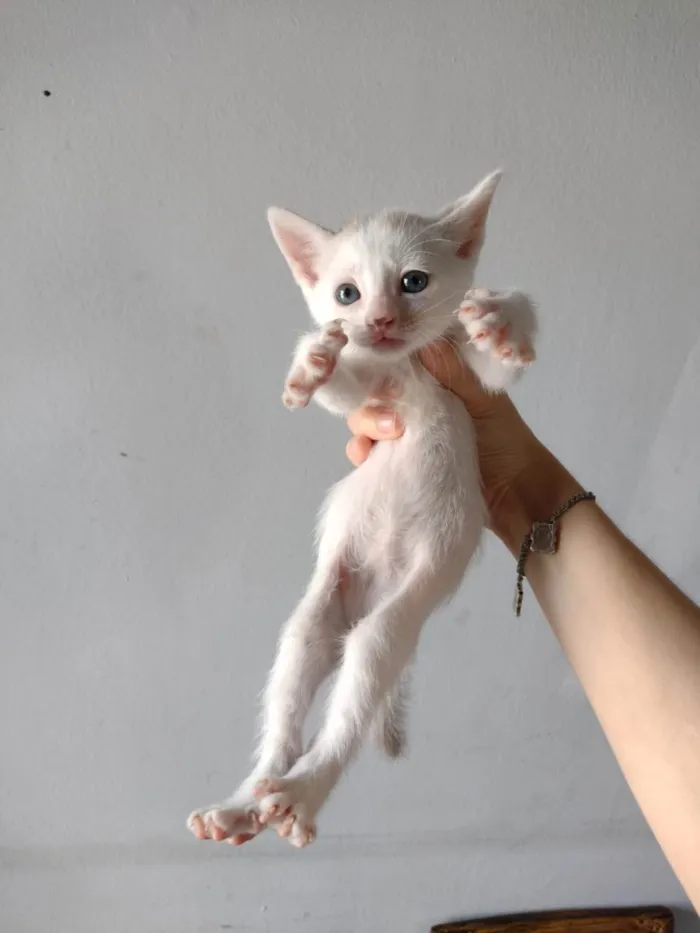 Gato ra a SRD-ViraLata idade Abaixo de 2 meses nome Gatinho para adoção responsável