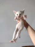 Gatinho para adoção responsável