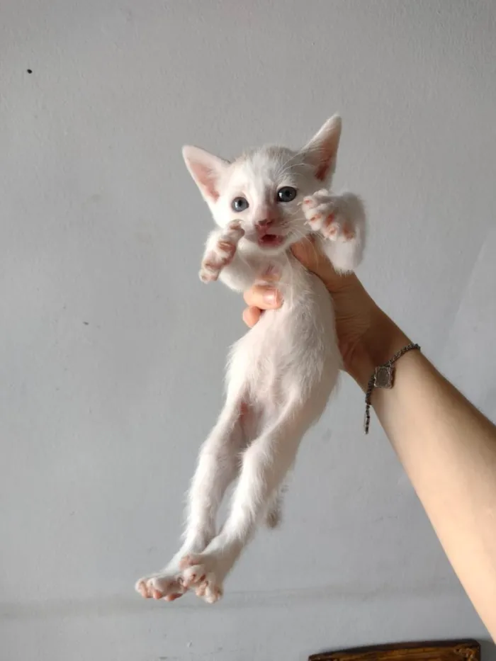 Gato ra a SRD-ViraLata idade Abaixo de 2 meses nome Gatinho para adoção responsável
