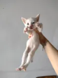 Gatinho para adoção responsável