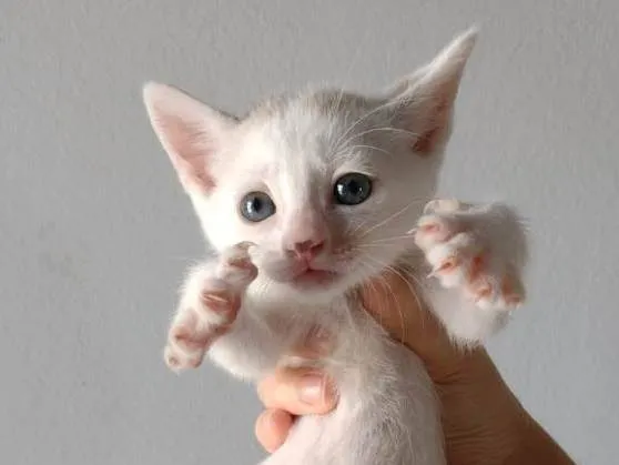 Gato ra a SRD-ViraLata idade Abaixo de 2 meses nome Gatinho para adoção responsável