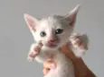 Gatinho para adoção responsável