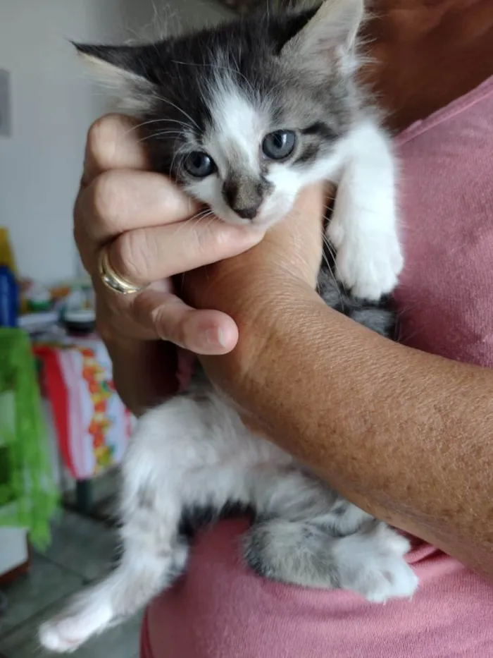 Gato ra a SRD-ViraLata idade Abaixo de 2 meses nome Gatinha para adoção