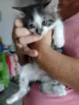 Gatinha para adoção
