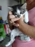 Gatinha para adoção