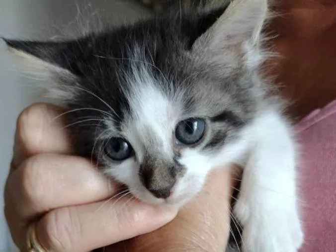 Gato ra a SRD-ViraLata idade Abaixo de 2 meses nome Gatinha para adoção