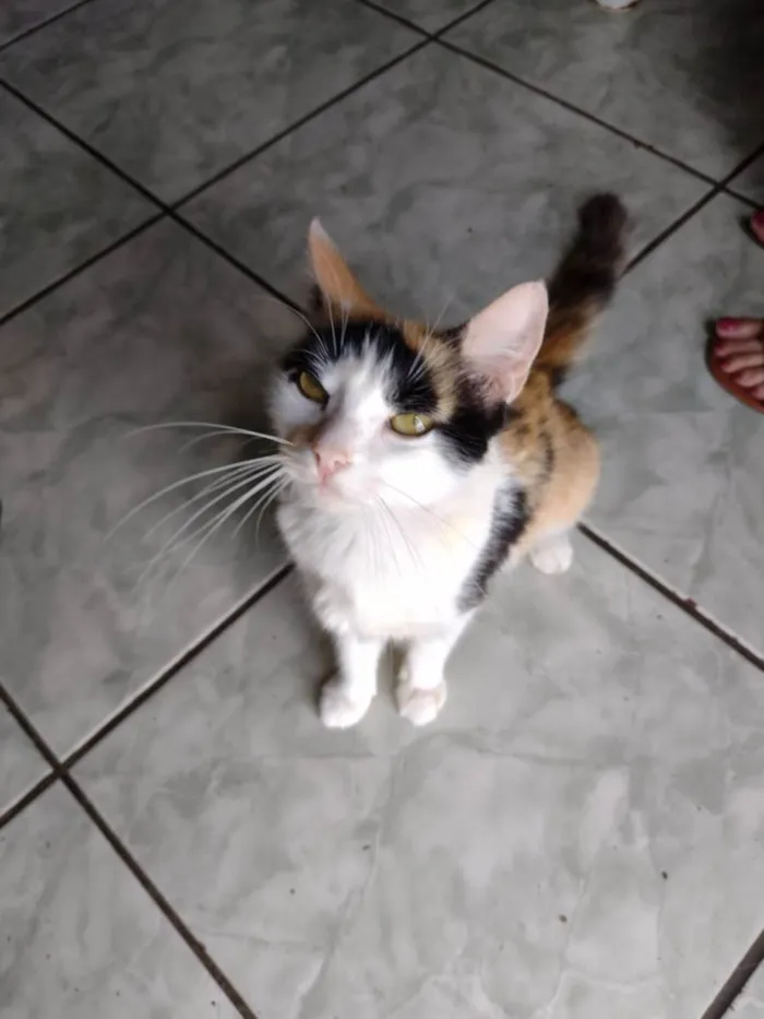 Gato ra a SRD-ViraLata idade 1 ano nome Gatinha tricolor