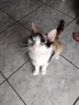 Gatinha tricolor