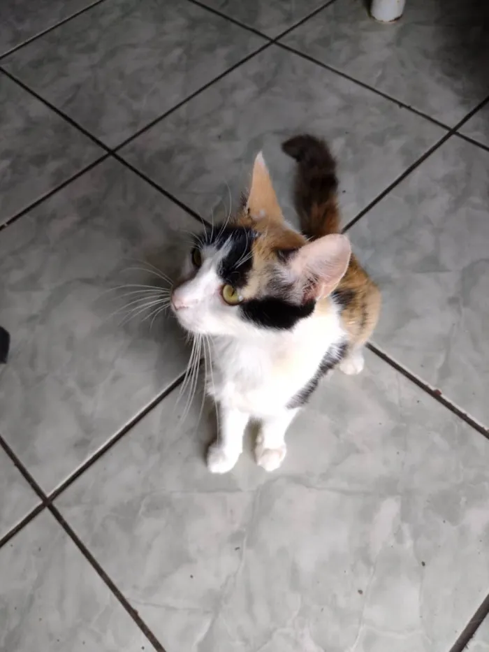 Gato ra a SRD-ViraLata idade 1 ano nome Gatinha tricolor
