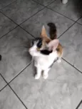 Gatinha tricolor