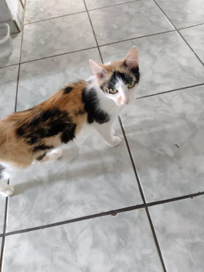 Gato ra a SRD-ViraLata idade 1 ano nome Gatinha tricolor