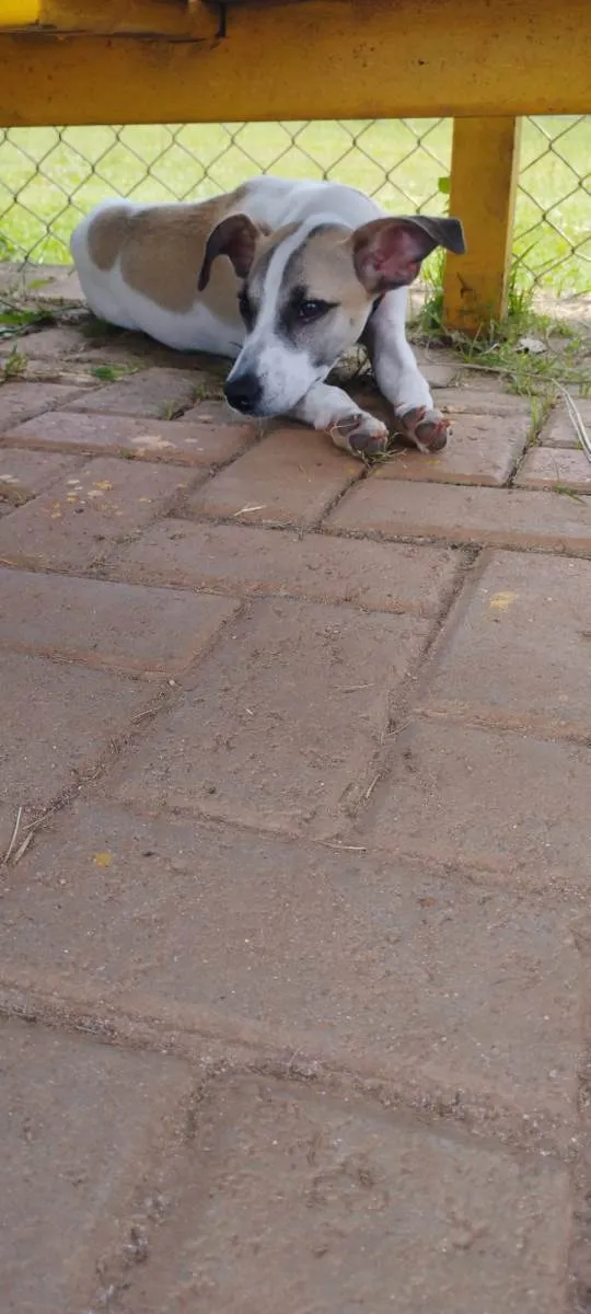 Cachorro raça SRD-ViraLata idade 1 ano nome Raia