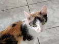 Gatinha tricolor