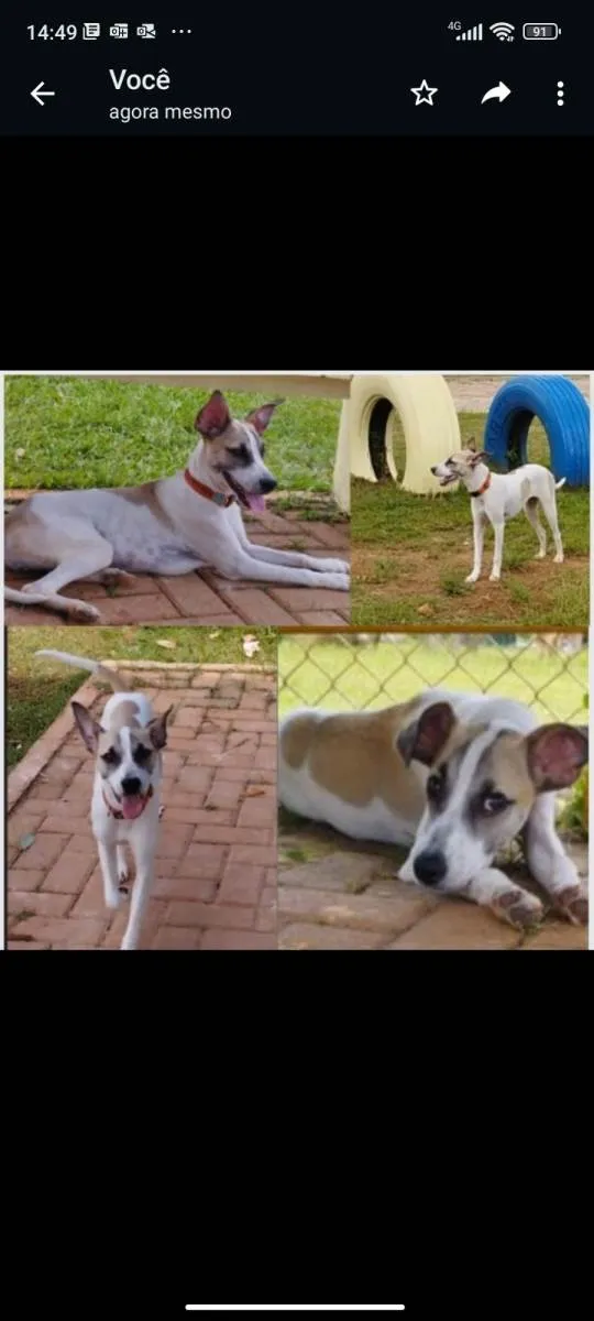 Cachorro raça SRD-ViraLata idade 1 ano nome Raia