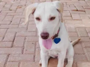 Cachorro raça SRD-ViraLata idade 2 a 6 meses nome Nala