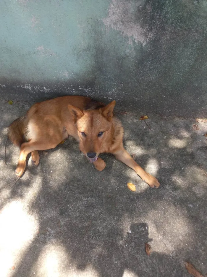 Cachorro ra a Vira lata chaw chaw idade 7 a 11 meses nome Kadu