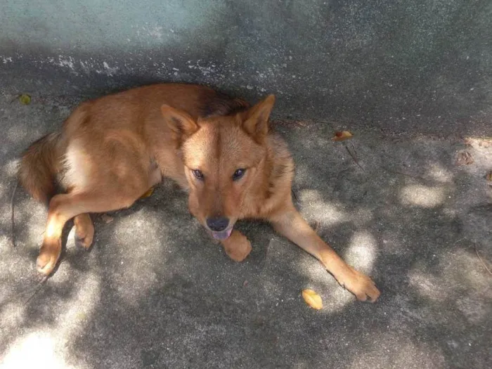 Cachorro ra a Vira lata chaw chaw idade 7 a 11 meses nome Kadu