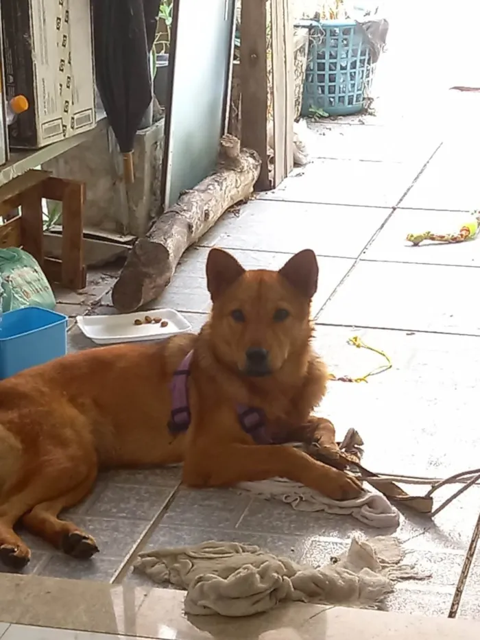 Cachorro ra a Vira lata chaw chaw idade 7 a 11 meses nome Kadu