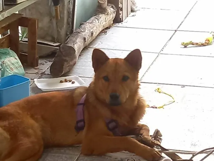 Cachorro ra a Vira lata chaw chaw idade 7 a 11 meses nome Kadu