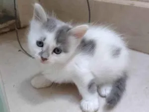Gato raça SRD-ViraLata idade Abaixo de 2 meses nome Gatinha para adoção