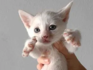 Gato raça SRD-ViraLata idade Abaixo de 2 meses nome Gatinho para adoção responsável