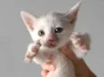 Gatinho para adoção responsável