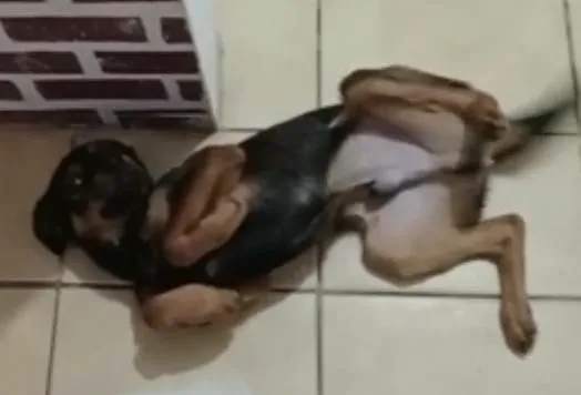 Cachorro ra a SRD-ViraLata idade 1 ano nome Romeu 