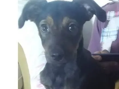 Cachorro ra a SRD-ViraLata idade 1 ano nome Romeu 