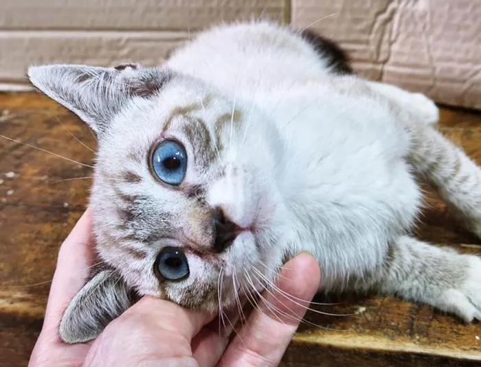 Gato ra a SRD-ViraLata idade 2 a 6 meses nome FELIX MIX