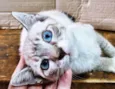 FELIX MIX