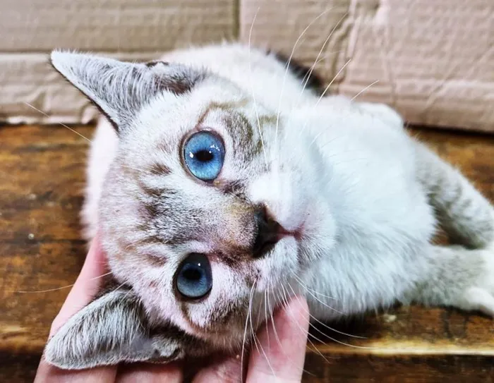 Gato ra a SRD-ViraLata idade 2 a 6 meses nome FELIX MIX