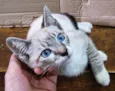 FELIX MIX